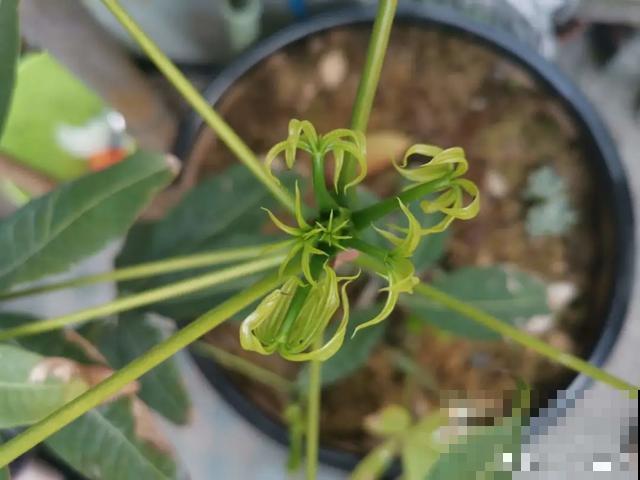 花出现黄叶打蔫，千万别扔，还能救回来！