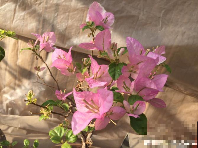 6夏天这3种花最爱黄叶子,找根筷子通一通,黄叶全消失! 6夏天这3种花最爱黄叶子,找根筷子通一通,黄叶全消失!