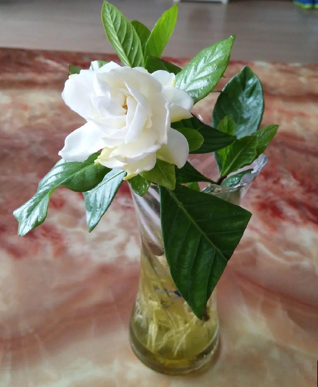 10种花最怕热,夏天养水里,才能活下来! 10种花最怕热,夏天养水里,才能活下来!