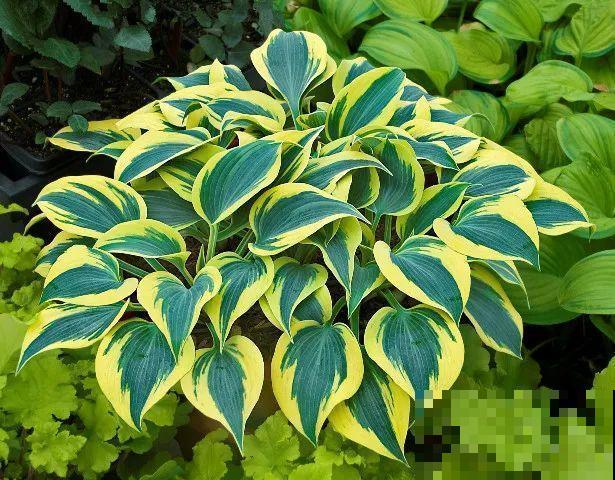 特干净的10种花,天热养一盆,家里特凉快! 特干净的10种花,天热养一盆,家里特凉快!