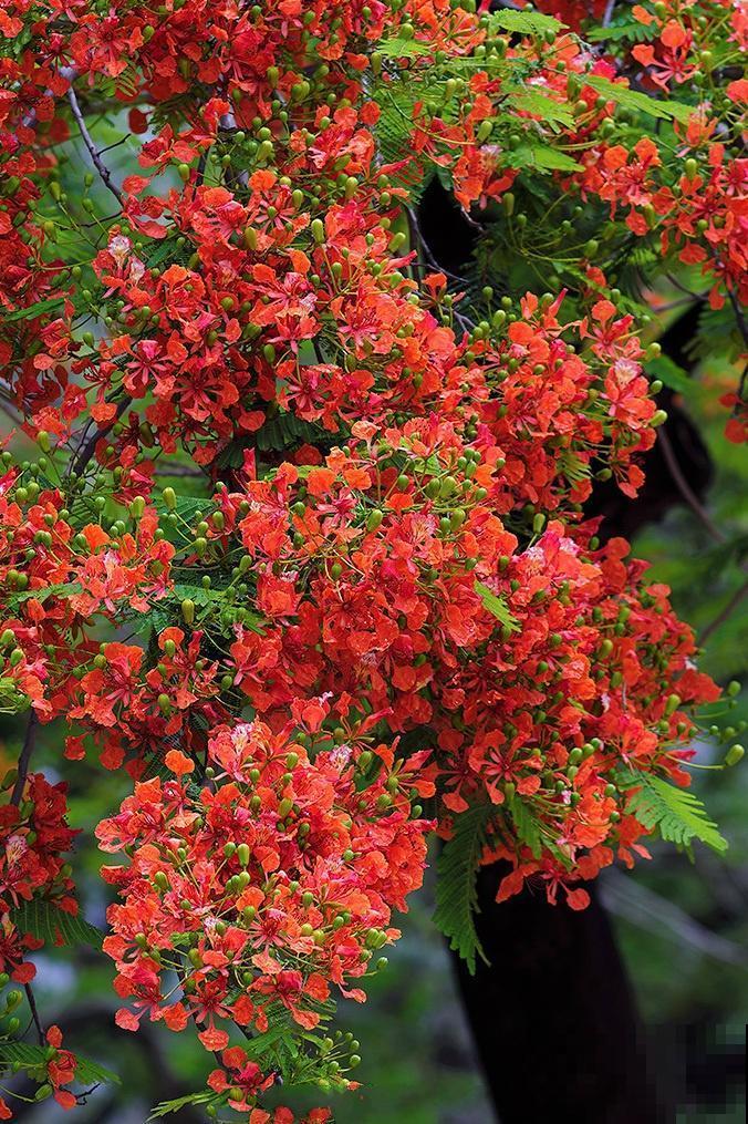 6种“红色”花,一开一大片,疯长起来拦不住! 6种“红色”花,一开一大片,疯长起来拦不住!