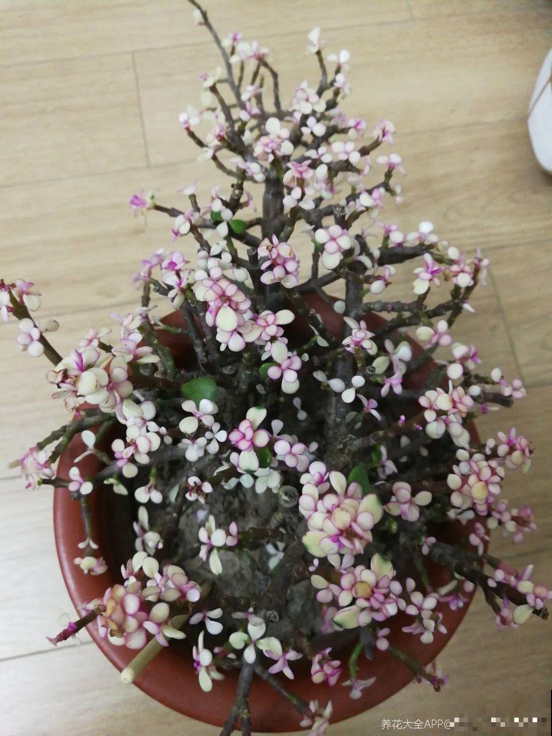 虎皮兰,红掌,吊兰养成老桩,变成大树,真壮观! 虎皮兰,红掌,吊兰养成老桩,变成大树,真壮观!