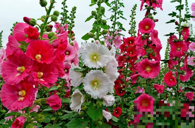 漂亮的蜀葵开花了，随便撒些种子，来年就是一片花海！