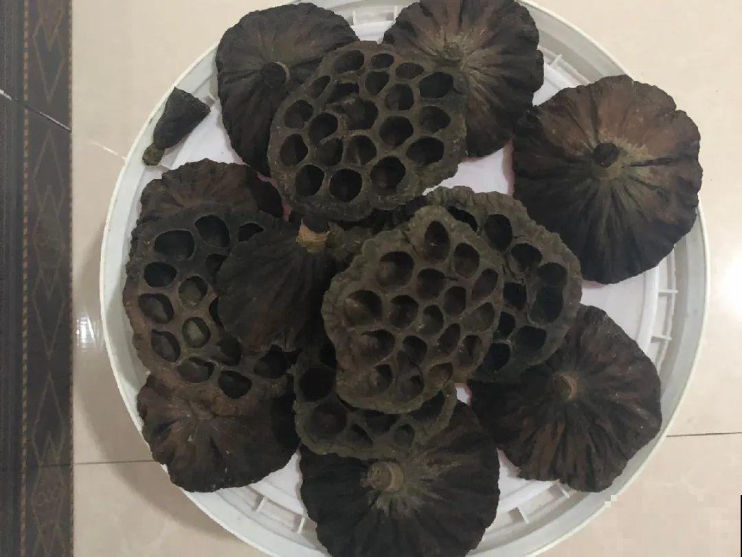花盆里一定要放它,3年不换盆,照样年年开花! 花盆里一定要放它,3年不换盆,照样年年开花!