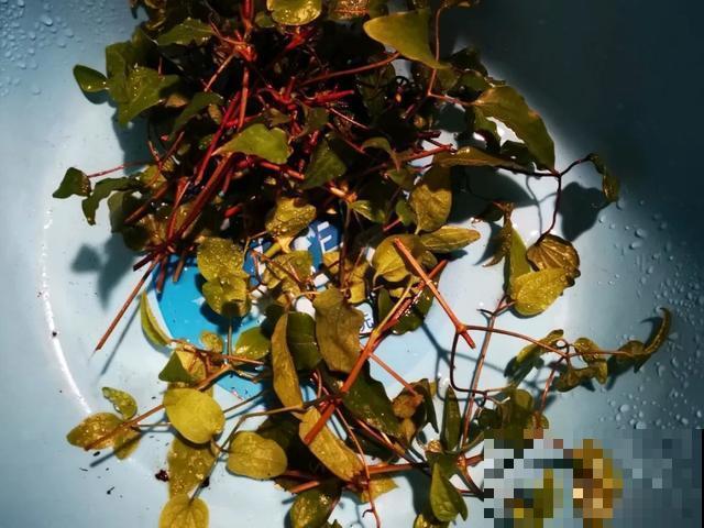 天热扦插3种花,成活率很高,2周就冒大白根! 天热扦插3种花,成活率很高,2周就冒大白根!