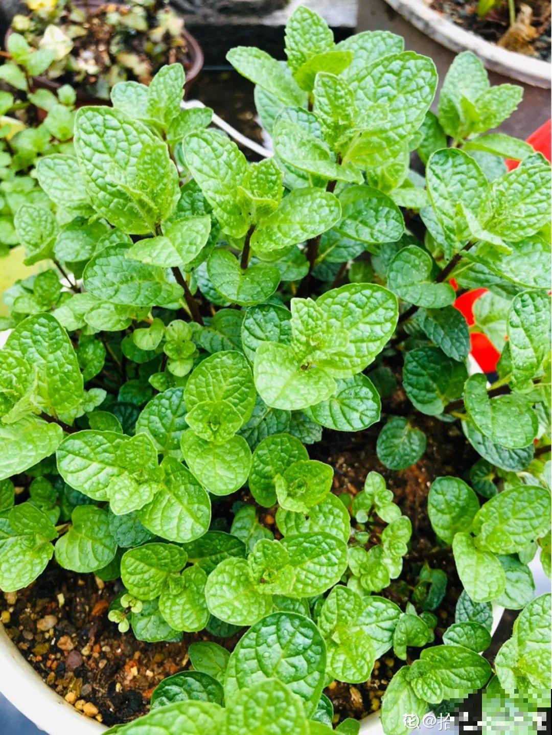 家里养这20种花,呼呼开花,花多得看不见叶 家里养这20种花,呼呼开花,花多得看不见叶