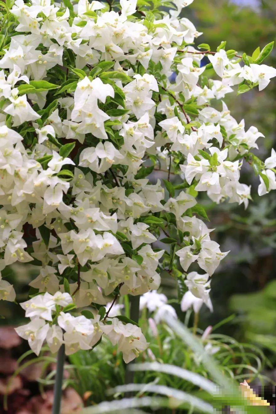 超耐热的三角梅，30℃仍然疯狂开花，爬成一面大花墙！