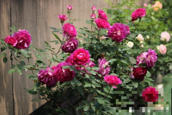 不会判断休眠期，难怪你家的花，夏天总是死！