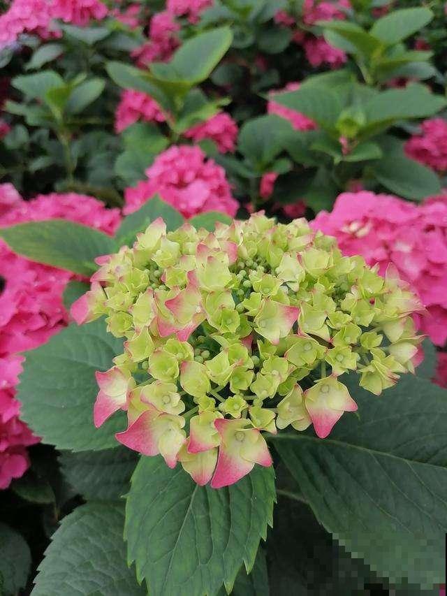 想让绣球花越开越大,养护妙招要记牢,叶绿花娇好过瘾! 想让绣球花越开越大,养护妙招要记牢,叶绿花娇好过瘾!
