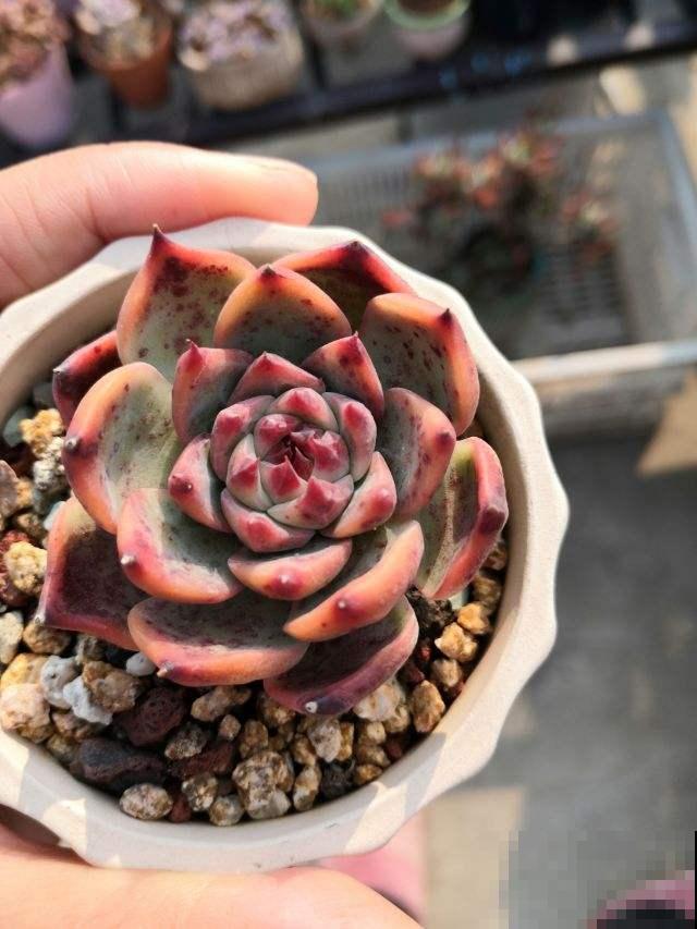 多肉出现4个现象，说明在向你求救，抓紧时间治