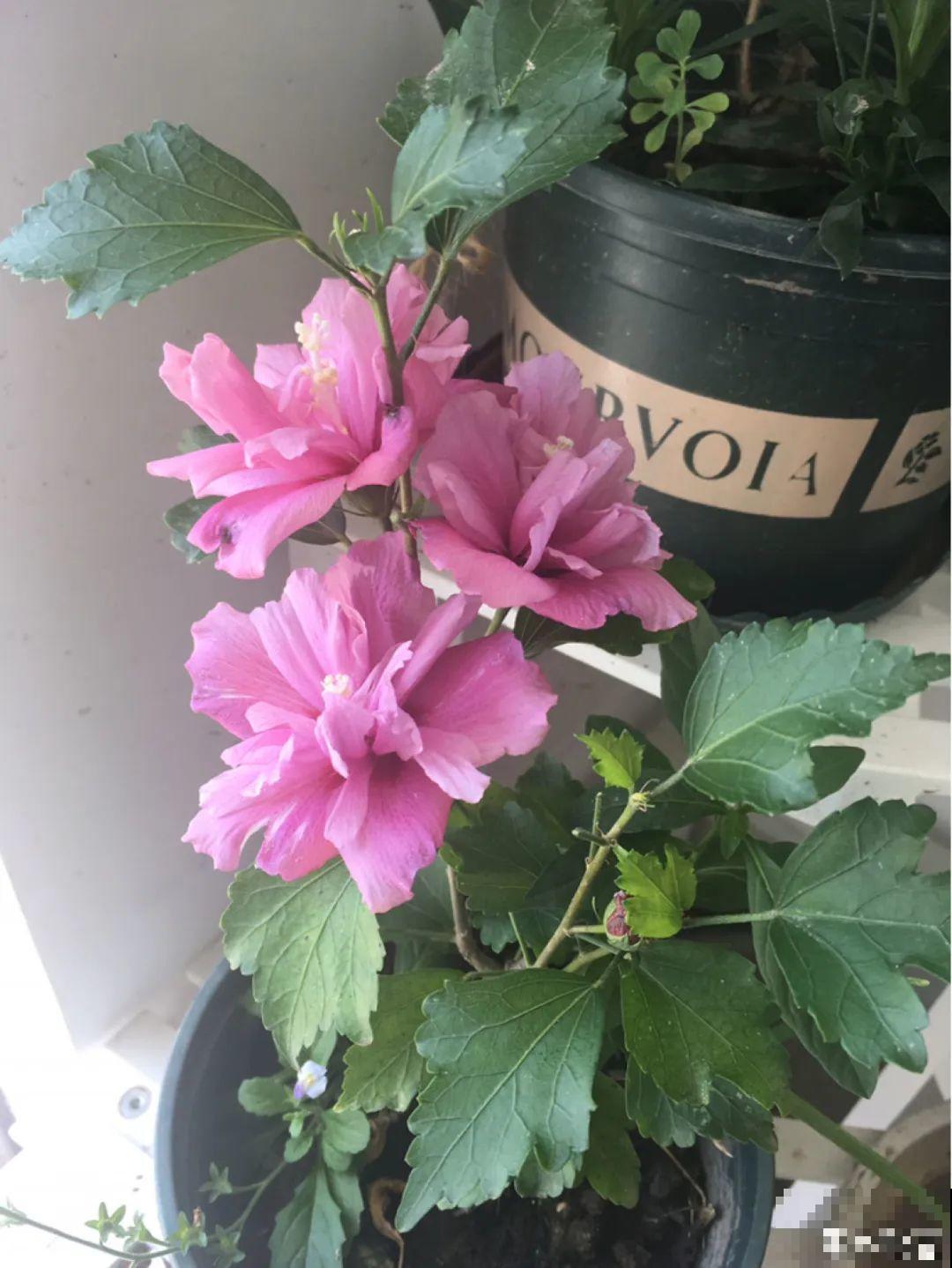 大门口养这几种花，开花就是一大片，邻居都跑来看！