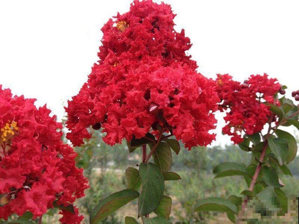 红灿灿的紫薇花，开花就像花串子，越热越开花