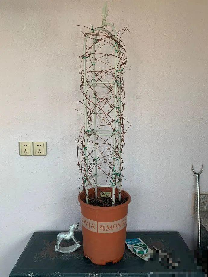 绣球马上剪，下个月就晚了，错过明年不开花