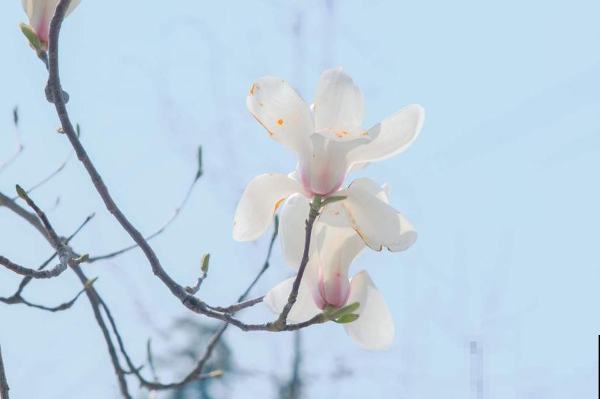 二十四节气,24种花,送给大家一起欣赏! 二十四节气,24种花,送给大家一起欣赏!