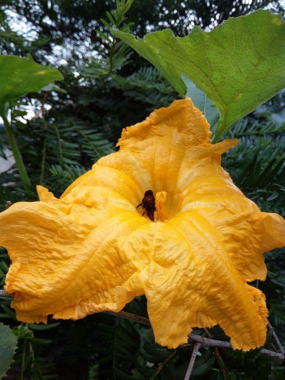 农村常见的花,摘下来还能做菜吃,味道比鸡肉还鲜美 农村常见的花,摘下来还能做菜吃,味道比鸡肉还鲜美