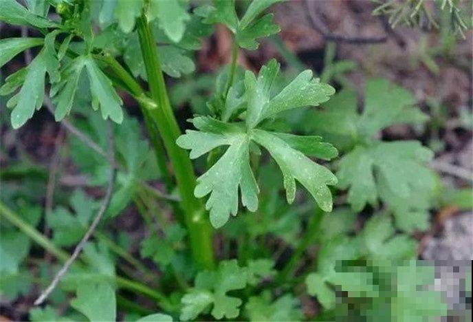 野外有哪些危险的植物？5种有毒植物，一定要避开！