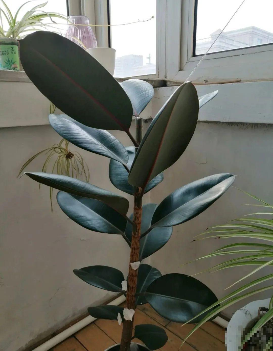 1根绳子扯一下，枝条冒出20个芽，一不小心拉断了！