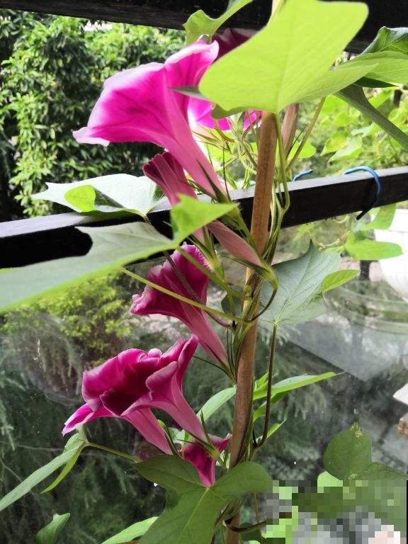 防盗窗上养这2种花，夏天遮阴又降温，开花还特漂亮