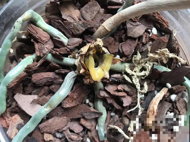 夏天潮湿闷热，一不小心花就烂根，看准时机砍掉，照样长出新叶子