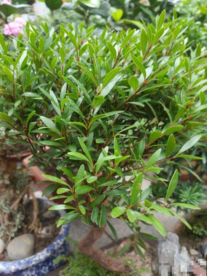 家里养棵酒杯花，金黄花海真醉人，看着就赏心悦目！