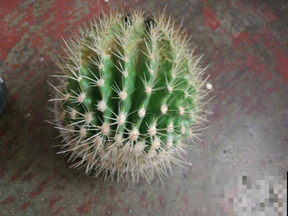 新手养花，居然养成这个样子，笑死我了