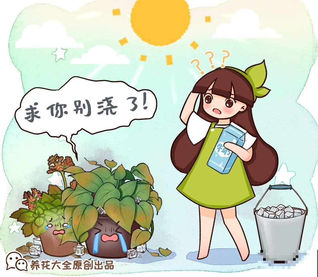4种养花有毒水，千万别给花浇，赶紧避坑