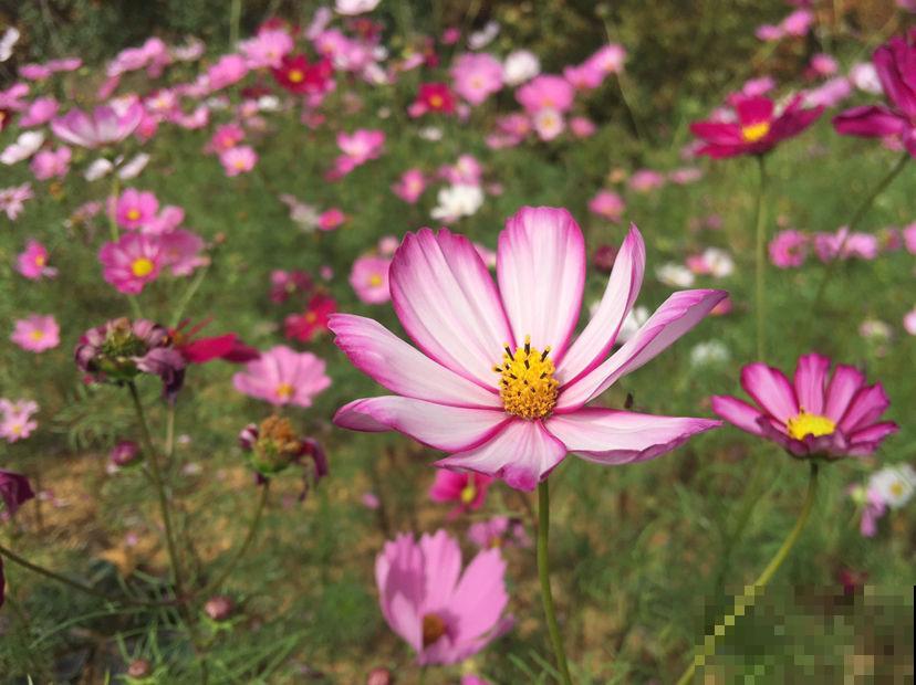 院子门口种金鸡菊，开出金黄色花海，花期还特长