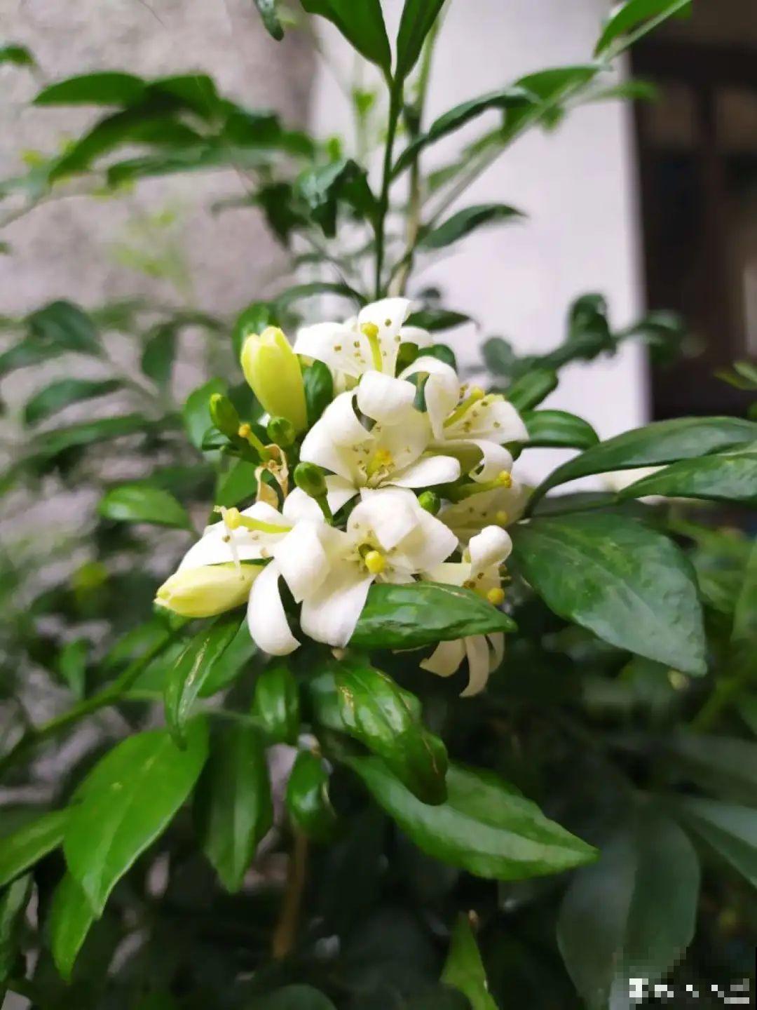 路边养6种花,香味能传3里地,香掉你的鼻子! 路边养6种花,香味能传3里地,香掉你的鼻子!