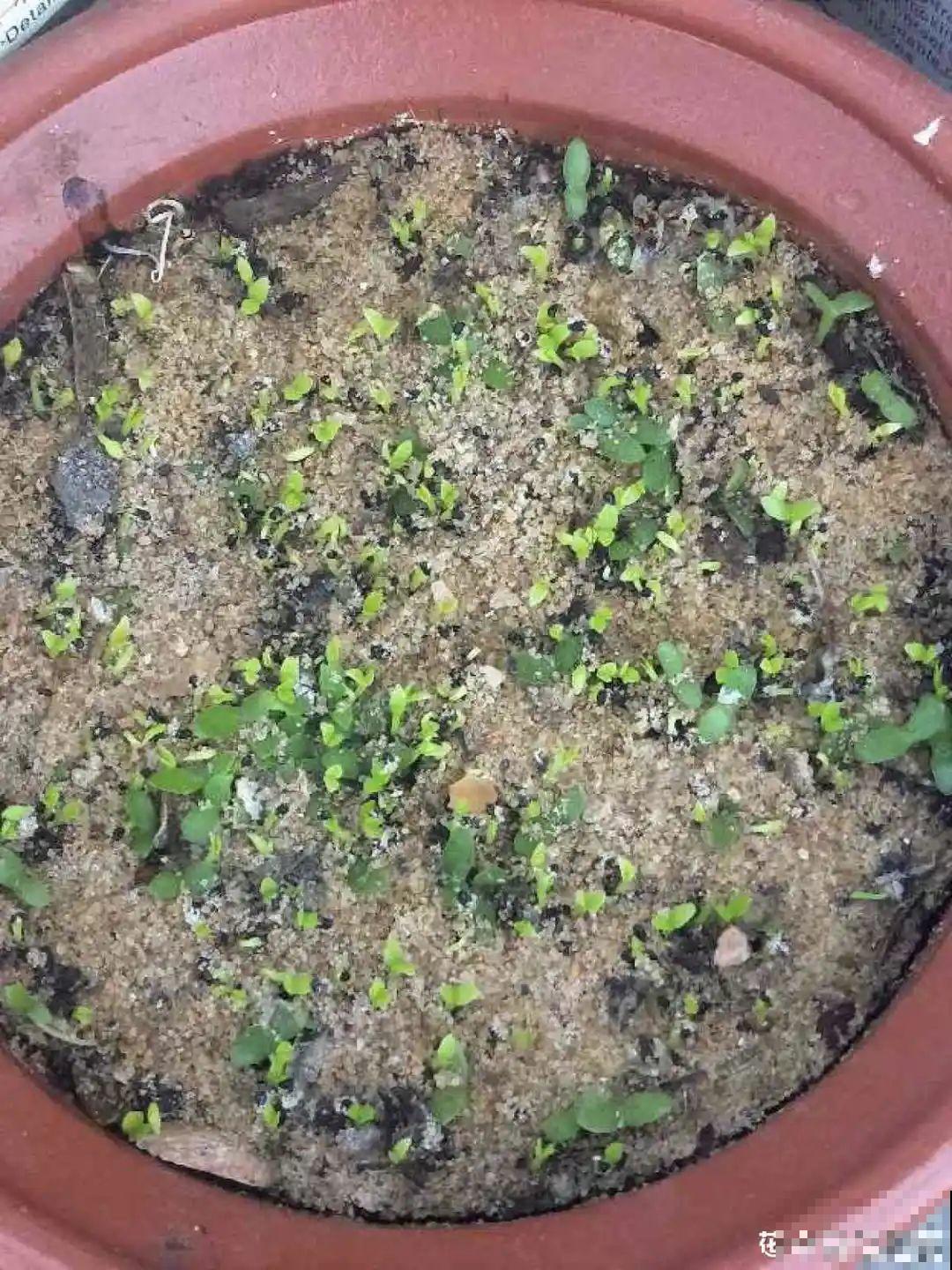 吃剩的果核不要丢,水里泡一泡,能变成清新小绿植! 吃剩的果核不要丢,水里泡一泡,能变成清新小绿植!