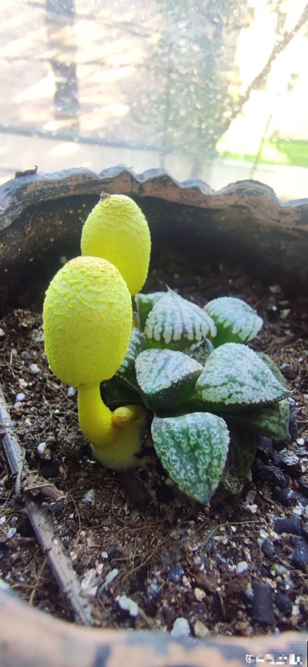 花盆里冒了小蘑菇,太吓人,赶紧丢了! 花盆里冒了小蘑菇,太吓人,赶紧丢了!