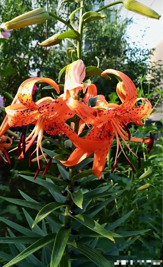 百合花品种那么多,这些中国原生百合,你见过几种? 百合花品种那么多,这些中国原生百合,你见过几种?