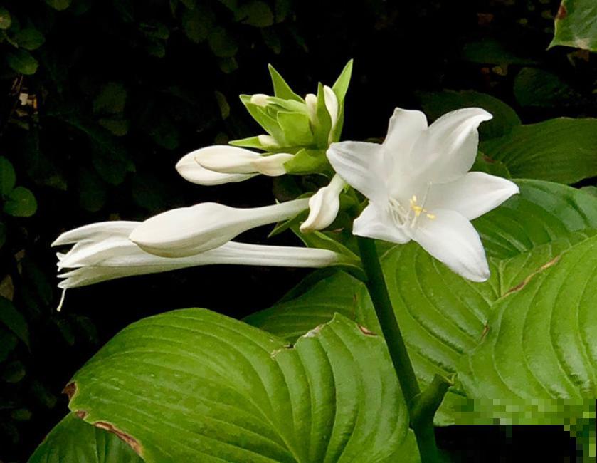 二十四节气,24种花,送给大家一起欣赏! 二十四节气,24种花,送给大家一起欣赏!