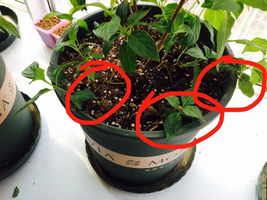这花不用扦插，枝条往下一拉，1盆变20盆！