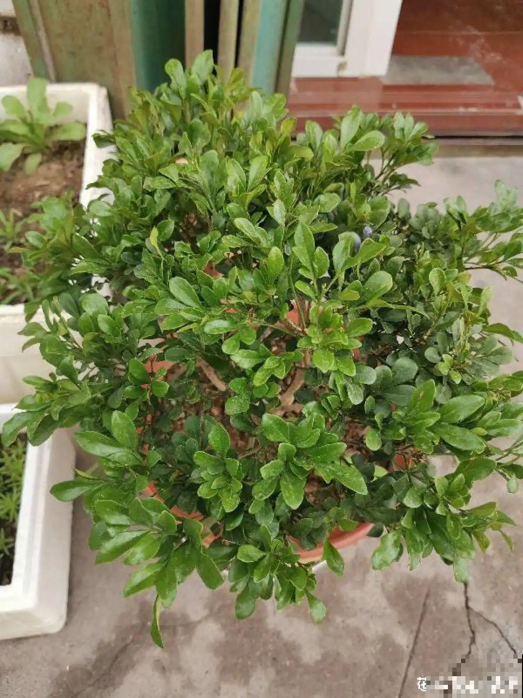 常见8种花，到花期还不开，赶紧剪一刀，花苞嗖嗖冒！