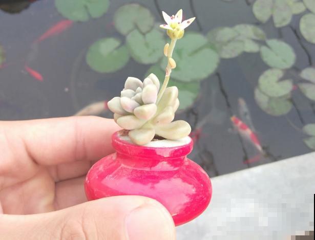 花盆买不起，自己动手做，好看又实用！