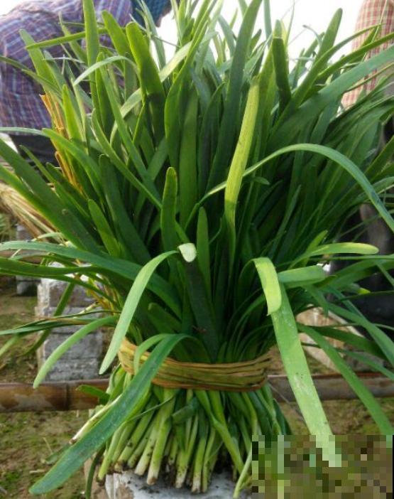 阳台种韭菜，菜根埋土里，10天就能割一茬！