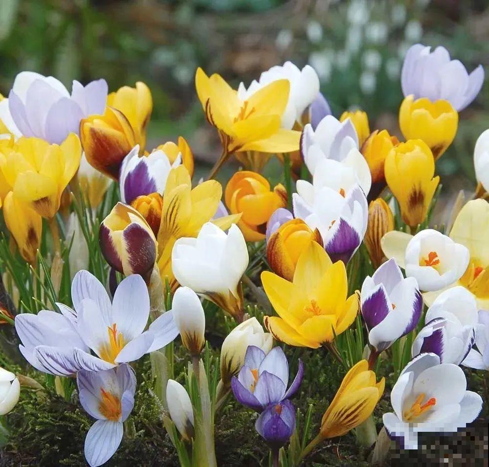 院子里超适合养番红花，开花鲜艳多彩，下雪也不耽误开花