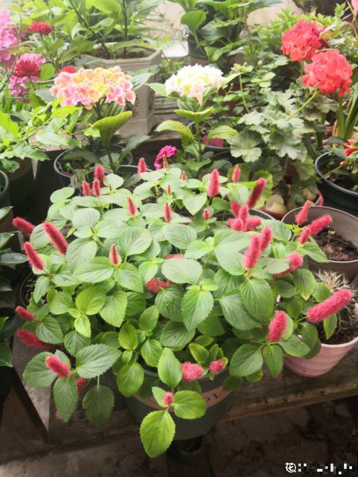 家里养盆“尾巴花”，开花毛茸茸，养一盆太吸睛