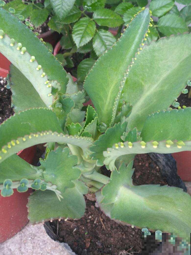 家里这盆花太烦人,掉下叶子就长出新苗,怎么养都养不死 家里这盆花太烦人,掉下叶子就长出新苗,怎么养都养不死