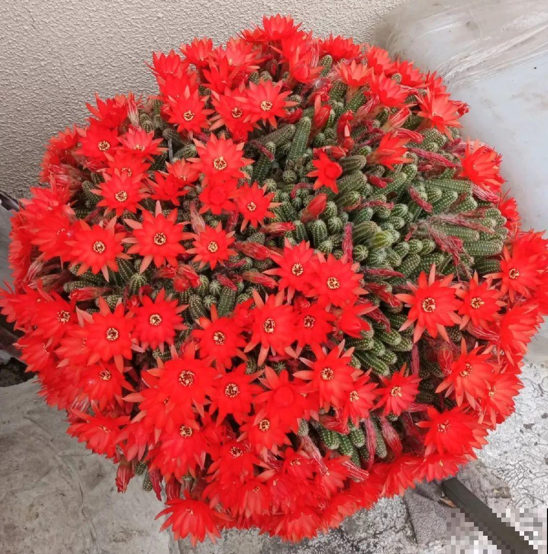8种镇宅花,窗户边养一棵,霸气又镇宅 8种镇宅花,窗户边养一棵,霸气又镇宅