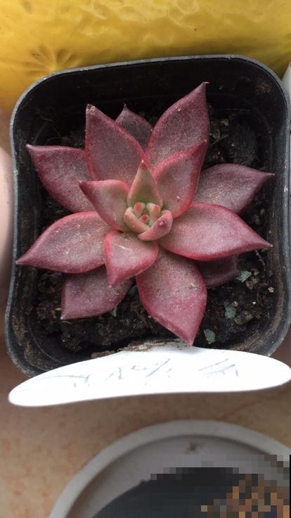 夏天的多肉也漂亮,主要得选对品种,这8种最合适 夏天的多肉也漂亮,主要得选对品种,这8种最合适