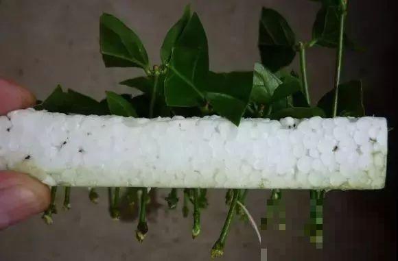 茉莉花后赶紧剪,剪完就开花,一直剪一直开! 茉莉花后赶紧剪,剪完就开花,一直剪一直开!