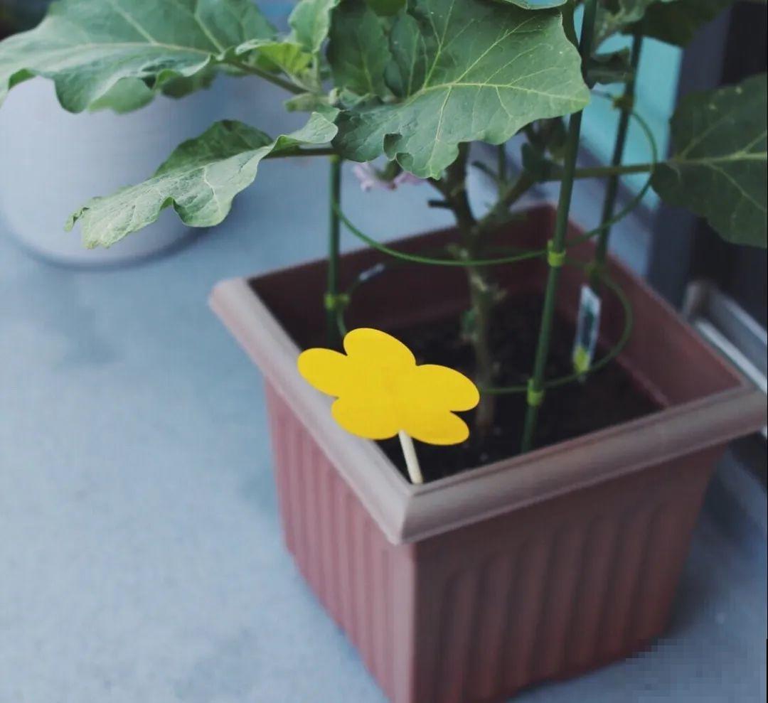 土里有虫子，1招杀干净，否则会传染！