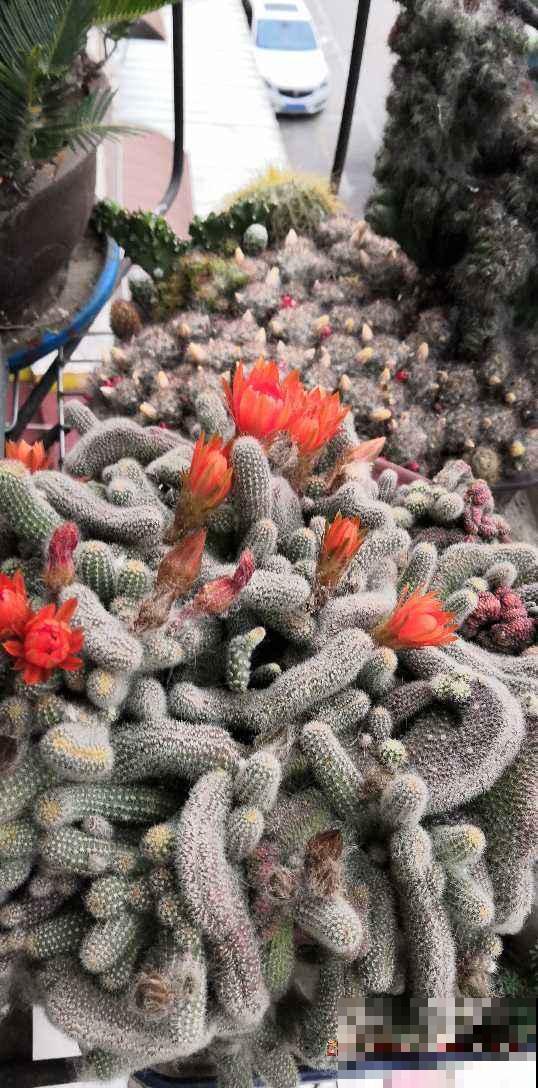 家里养盆“尾巴花”，开花毛茸茸，养一盆太吸睛