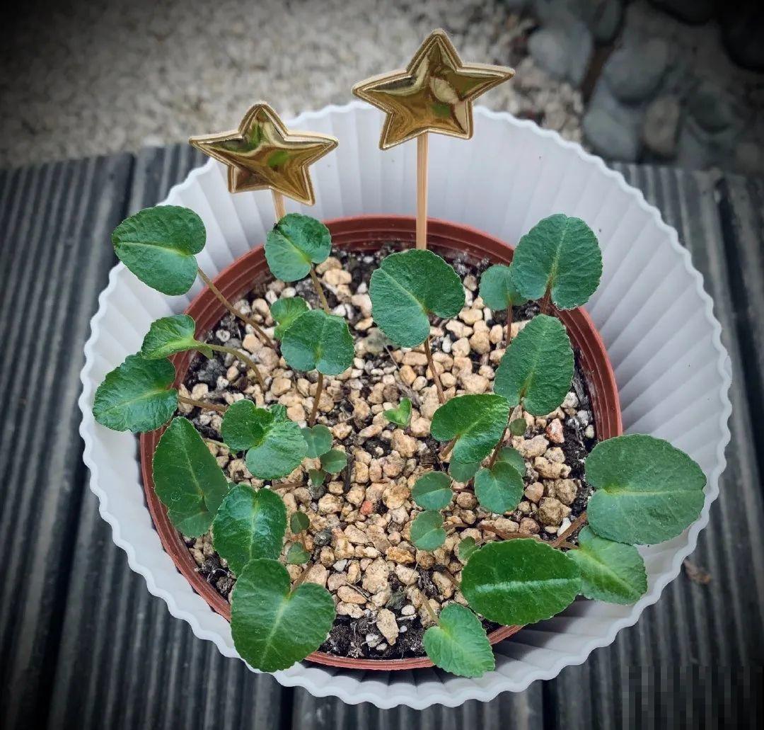 这花都是潜力股，开完种子一大把，千万别剪了！