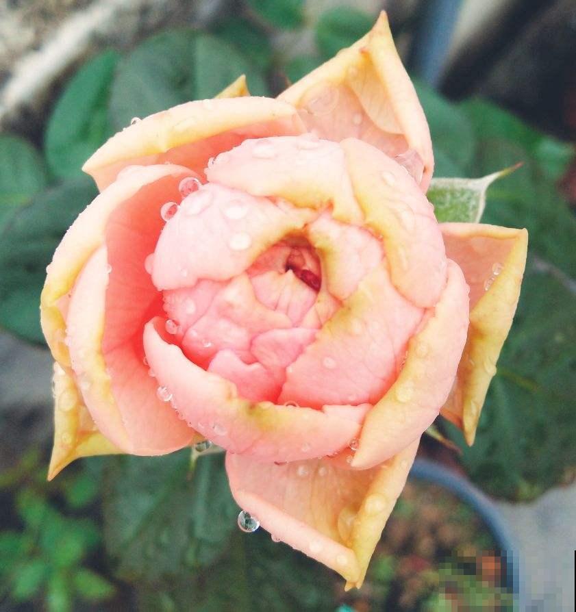 老祖宗留下的养花谚语,句句都是精华,太实用了! 老祖宗留下的养花谚语,句句都是精华,太实用了!