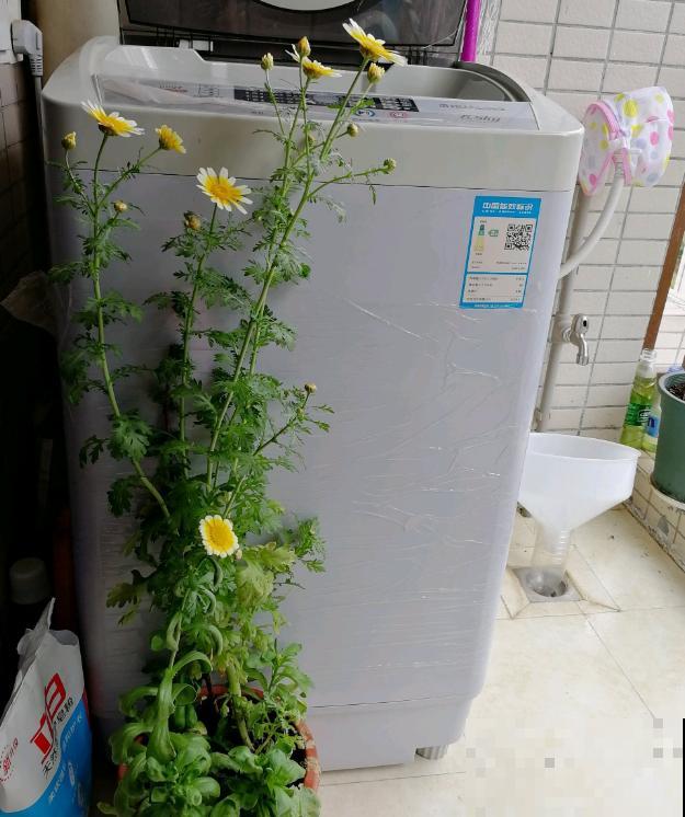 还买什么玛格丽特,种一把茼蒿菜,开花一模一样! 还买什么玛格丽特,种一把茼蒿菜,开花一模一样!