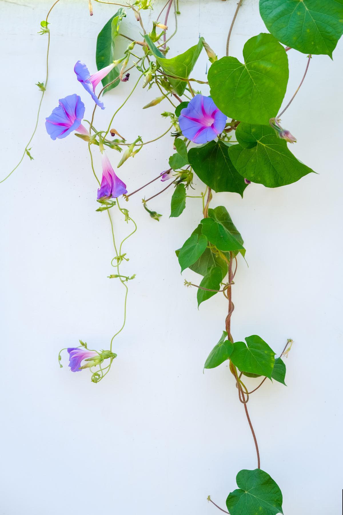 防盗窗上养这2种花，夏天遮阴又降温，开花还特漂亮