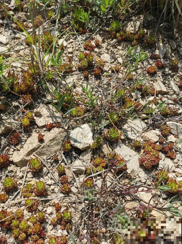 地栽的花就是强大，屋外疯长一院子，屋内孱弱不开花