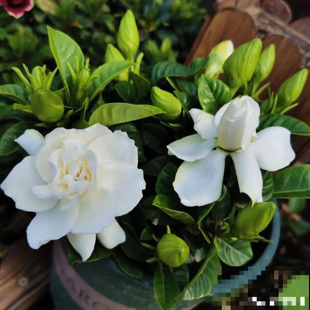 地栽的花就是强大，屋外疯长一院子，屋内孱弱不开花